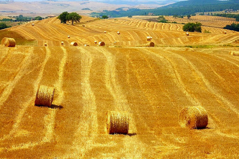 Campi di grano in Val d'Orcia