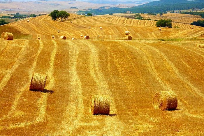 Campi-di-grano-in-Val-d'orcia - Borgo Tre Rose