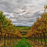 Vin Santo di Montepulciano, guida alla degustazione di un vino DOC