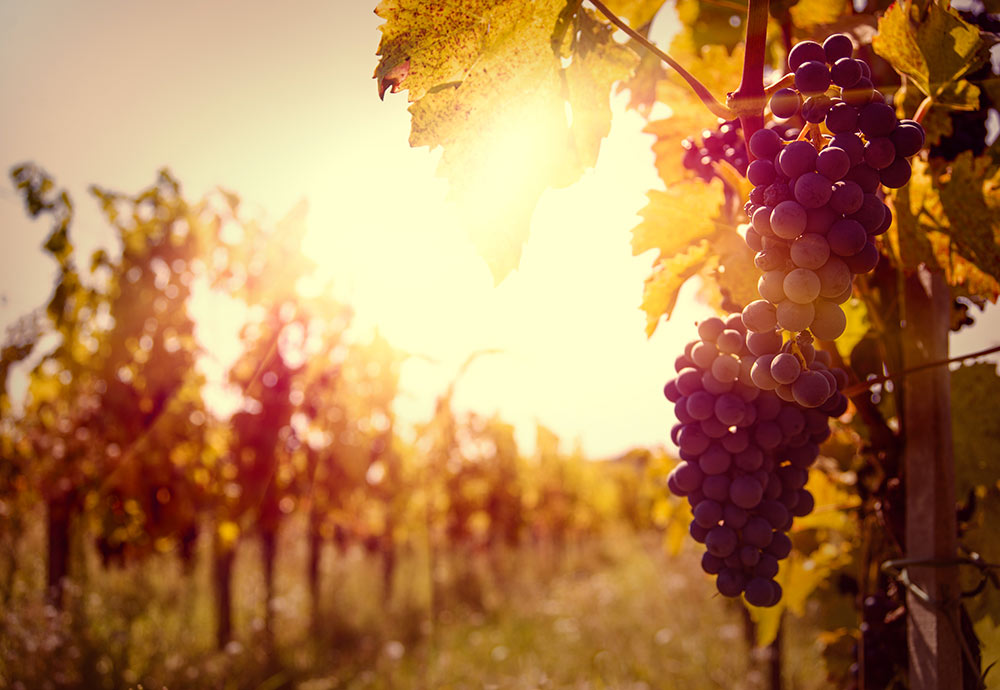 Vigneto Tre Rose Montepulciano