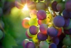 I migliori vini da dessert in Toscana da degustare assolutamente