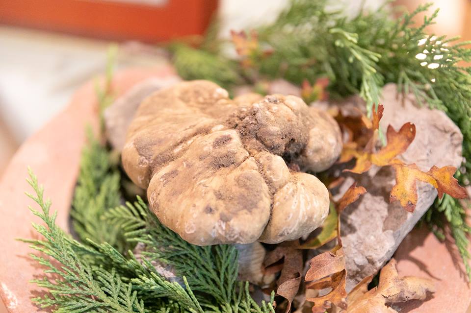 Tartufo Bianco Crete Senesi