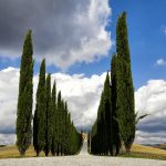 Film girati in Toscana: alla scoperta dei set tra Val di Chiana e Val d'Orcia