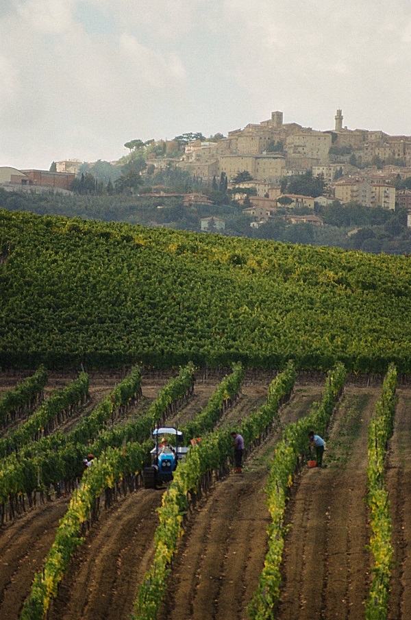 Montepulciano Vineyards