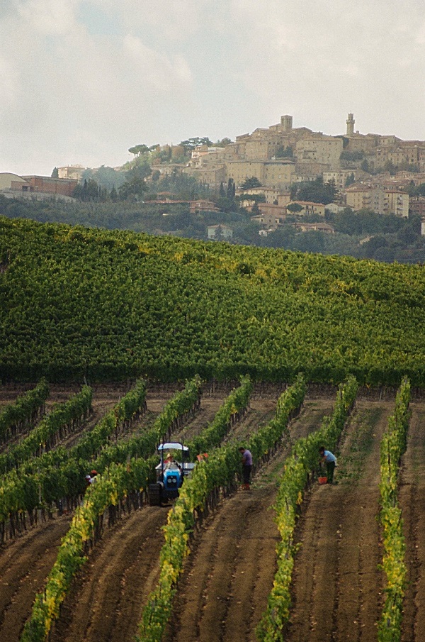 Vigneti Vino Nobile DOCG