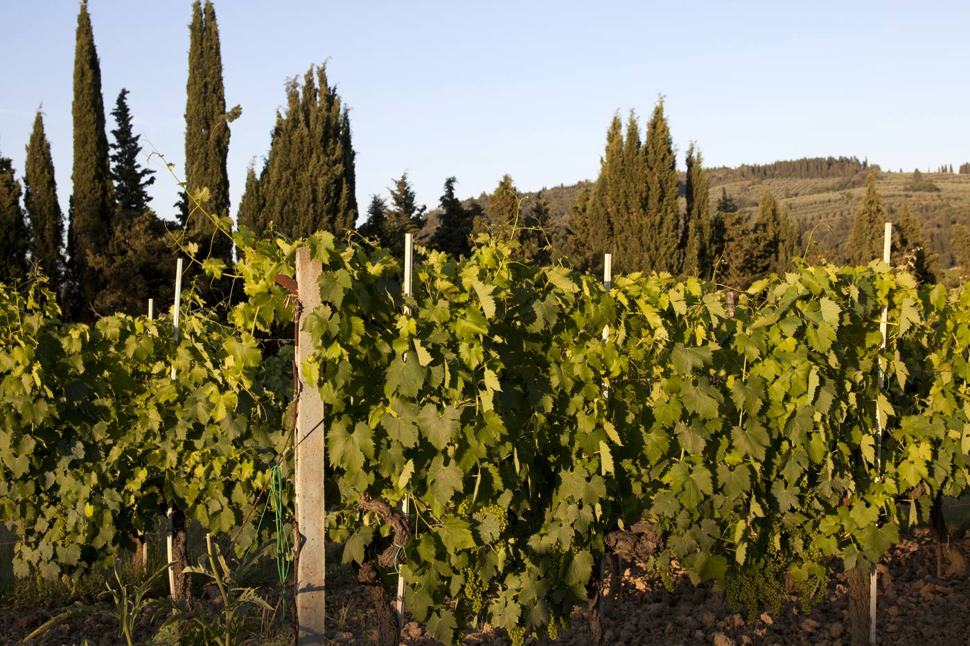 Vernaccia di San Gimignano abbinamenti 