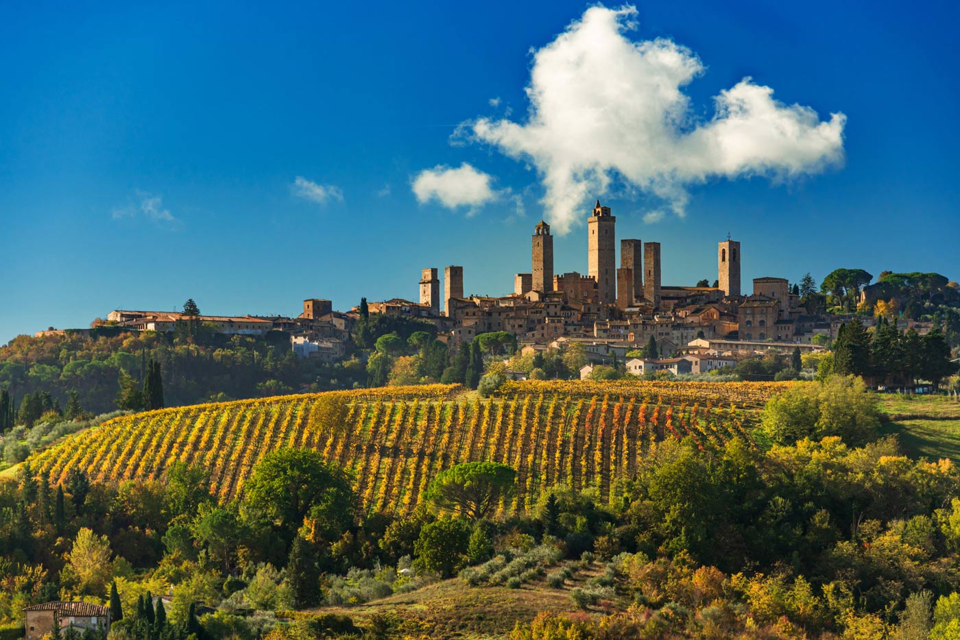 Vernaccia di San Gimignano